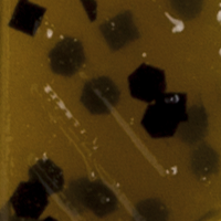 Watermelon/Red Flake