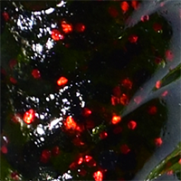 Watermelon/Red Flake