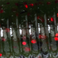Watermelon/Red Flake