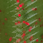 Watermelon/Red Glitter