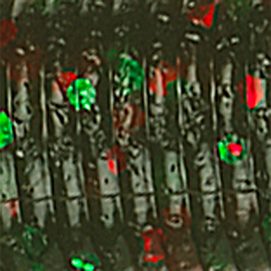 Watermelon/Red Green Flake