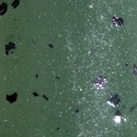 Watermelon Seed