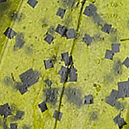 Watermelon Seed