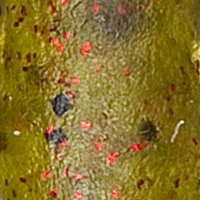 Watermelon/Red Flake