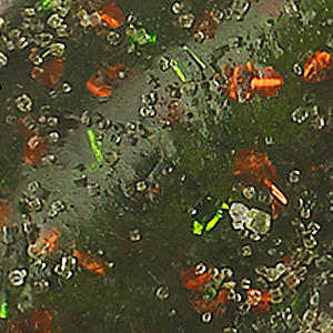 Watermelon Orange Flake