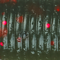 Watermelon Red/Lt. Wtmln Red