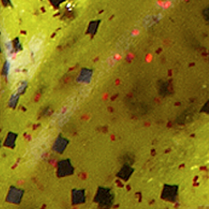 Watermelon Red/Chartreuse Tail