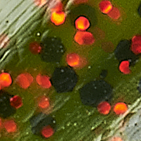 Watermelon/Red Flake