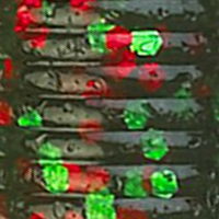 Watermelon/Red Green Flake