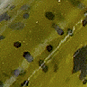Watermelon Seed