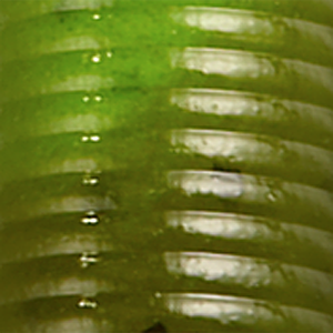 Watermelon Seed Chart Swirl
