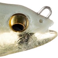 White Back Shad