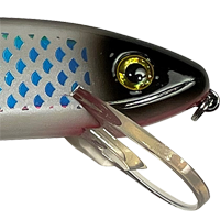 White Perch