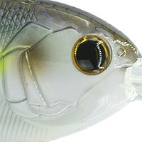 Wild Shad
