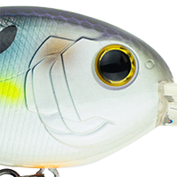 Wild Shad