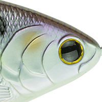 Wild Shad