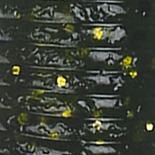 Watermelon Black Gold Flake
