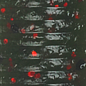 Watermelon Black Red Flake