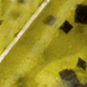 Watermelon Seed