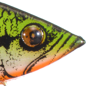 Yearling Bass Orange Belly