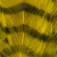 Yellow/Black