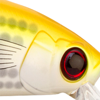 Yellow Mullet
