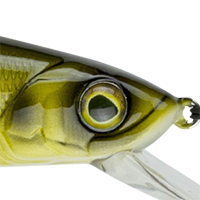 Yellow Perch