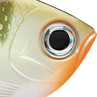 Yellow Perch