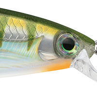 Yellow Perch