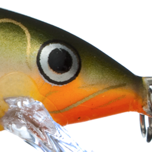 Yellow Perch