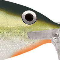 Yellow Perch
