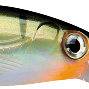 Yellow Perch