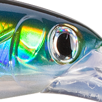 Yellowfin Tuna