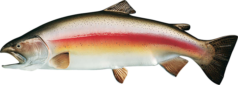 Cabela's Freshwater Fish Mount Replica Rainbow Trout Cabela's