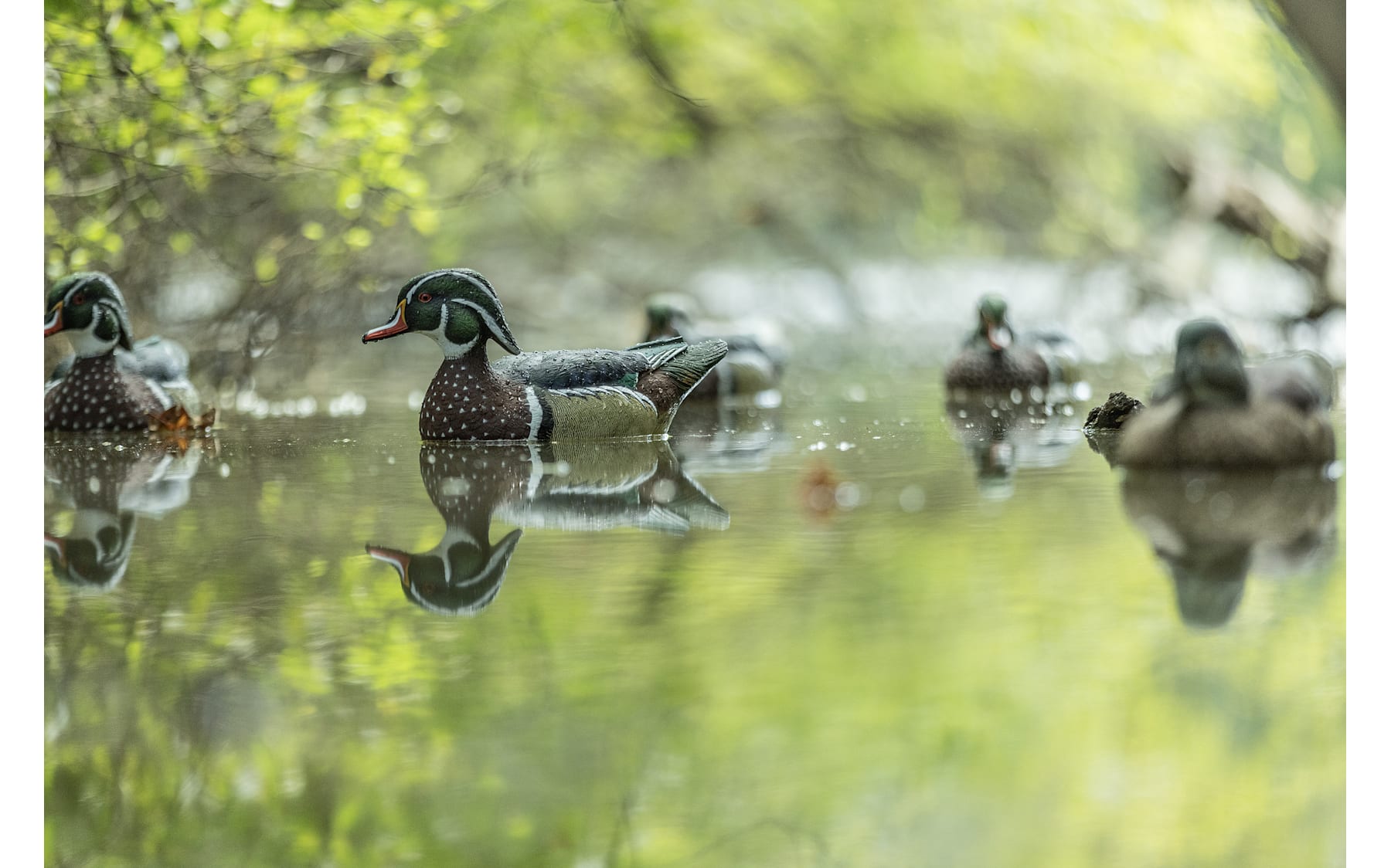 Avian-X Top Flight Wood Duck Decoys - Thumbnail 3
