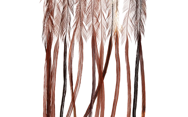 Montana Fly Company Whiting Saddle Hackle Feathers-Brown