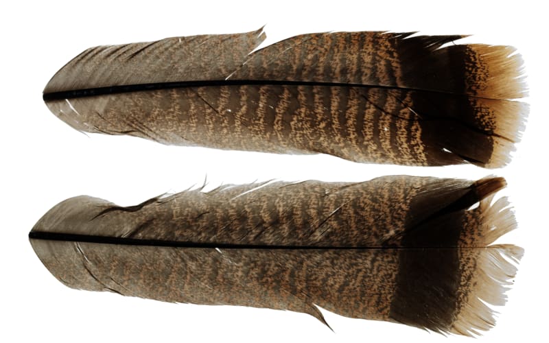 White River Fly Shop Ozark Turkey Tail Feathers-Cinnamon Tip