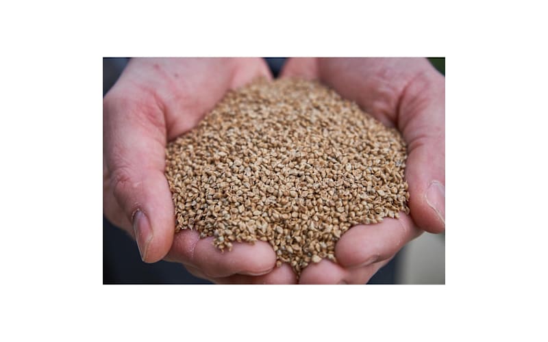 Mack's Prairie Wings Golden Millet