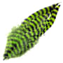 Montana Fly Company Barred Schlappen Feather-Chartreuse/Black