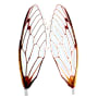 Surface Seducer Cicada Wings-Orange