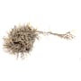 Flybox Holo Polar Chenille image thumbnail 1