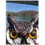 Dalen Great Horned Owl