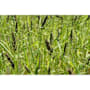 Mack's Prairie Wings Golden Millet