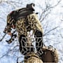 Trophyline EDP Platform Treestand