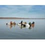Higdon Standard Foam-Filled Diver Duck Decoy 6 Pack