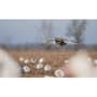 Higdon Clone Specklebelly Goose Decoy
