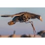 Higdon Clone Specklebelly Goose Decoy