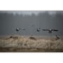Higdon Clone Specklebelly Goose Decoy