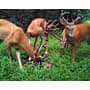 Product image image thumbnail 5
