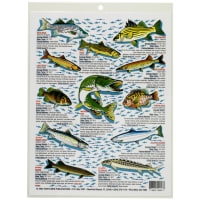 How To Catch EM Freshwater Chart #13 Contains: Geographical U.S.